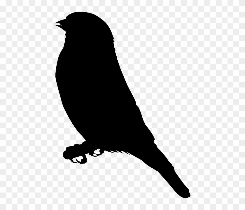 Sitting Bird Silhouette Free Vector Graphic - Eagle Clipart Black #304943
