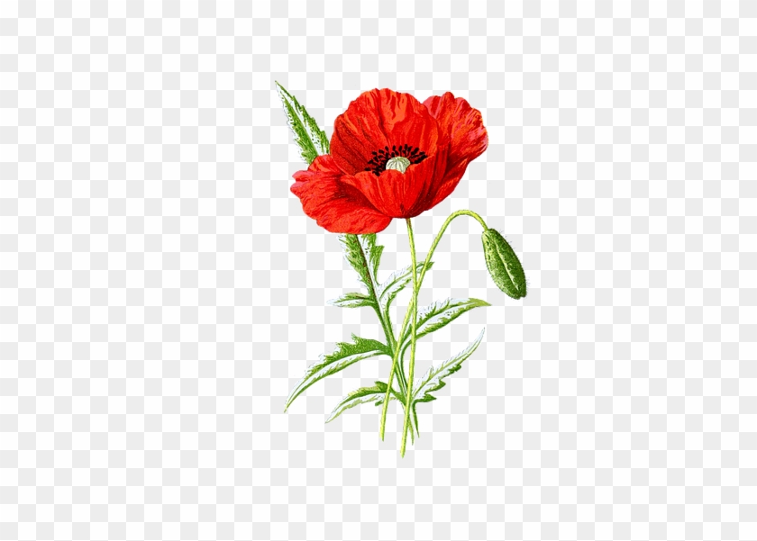 Poppy Cliparts 22, - Supreme Poppy #307708