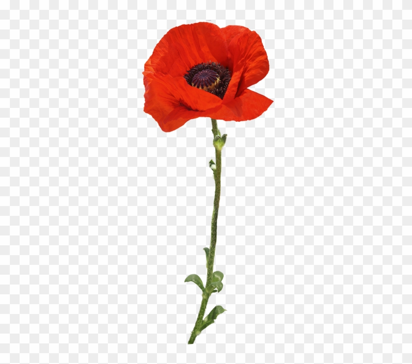 Poppy #307781