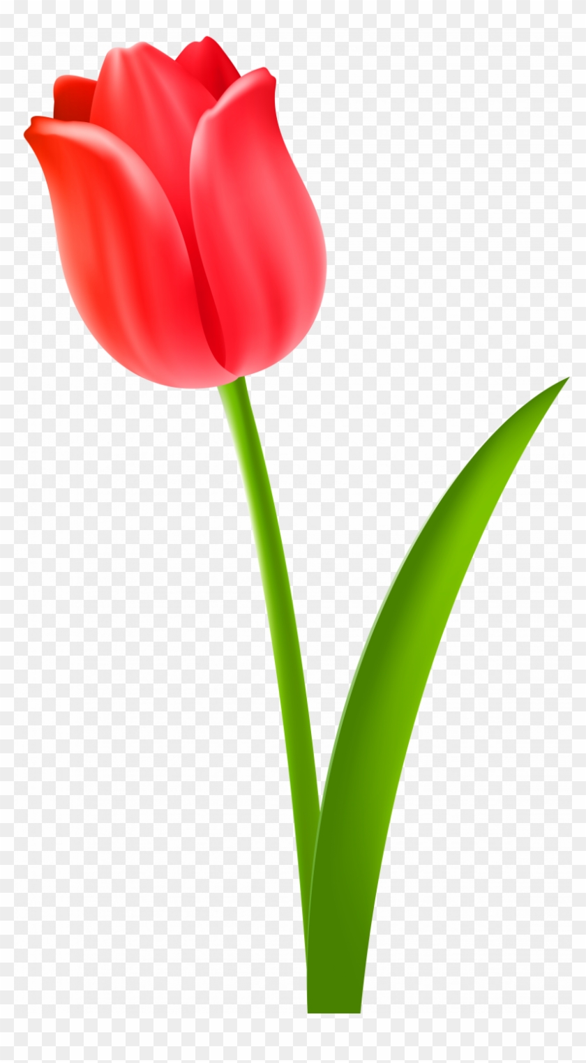 Tulip Clipart #309770