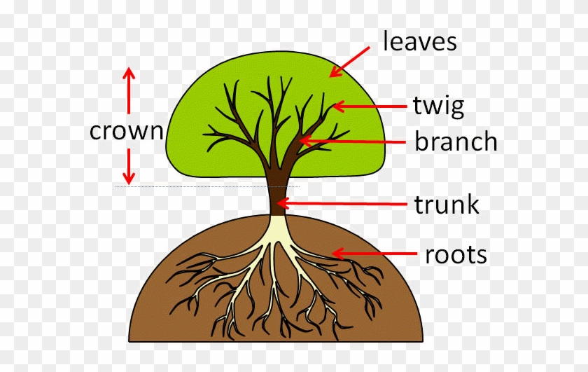 Part Of The Tree That Grows Underground - Parts Of A Tree #310076