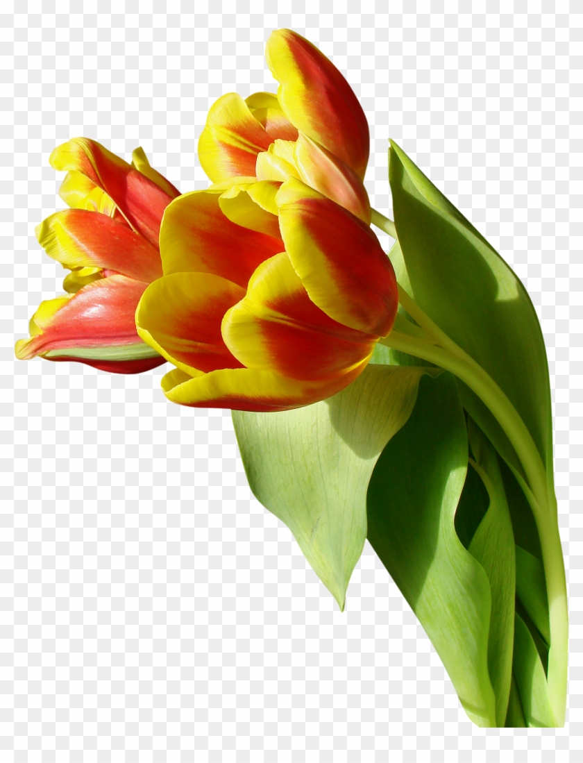   Tulip Transparent #310350