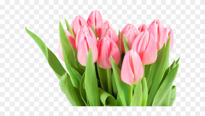 Pic Tulip Png Image - Pic Tulip Png Image #310404