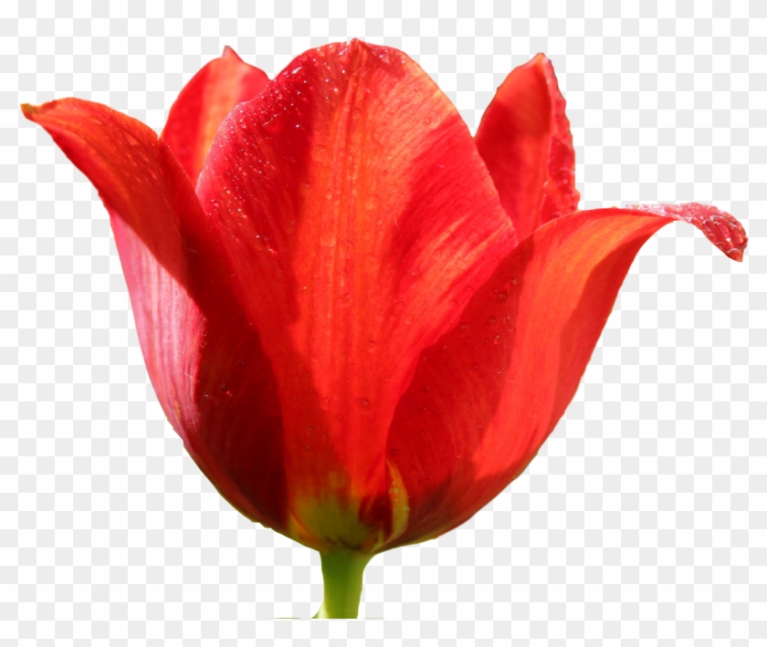 Tulip Png #310460