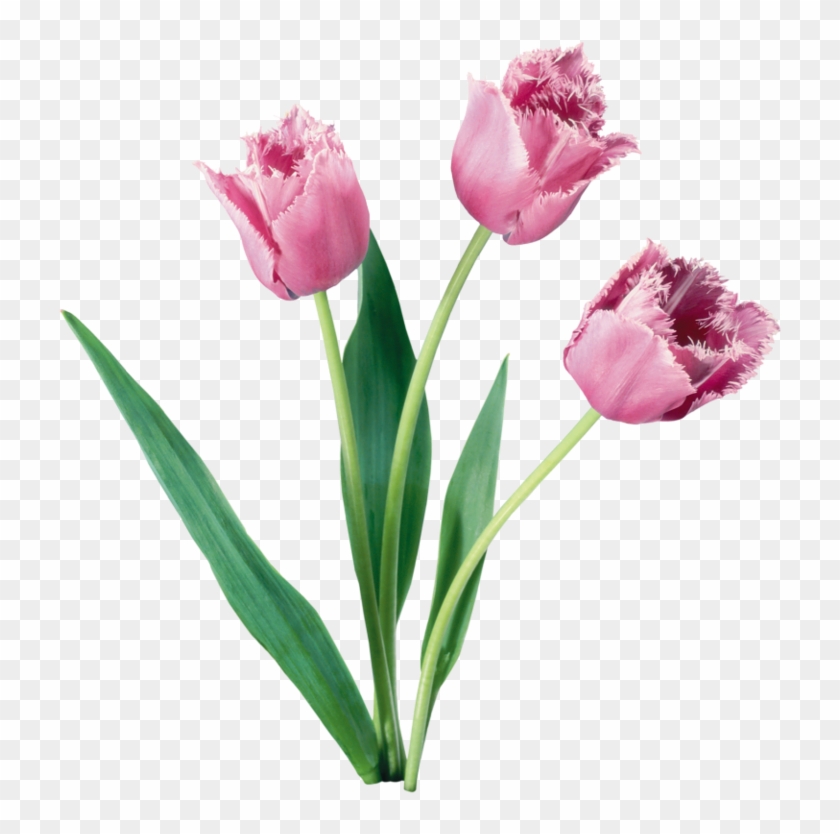 Tulip Flower Bouquet Bulb - Tulip Flower Bouquet Bulb #310818