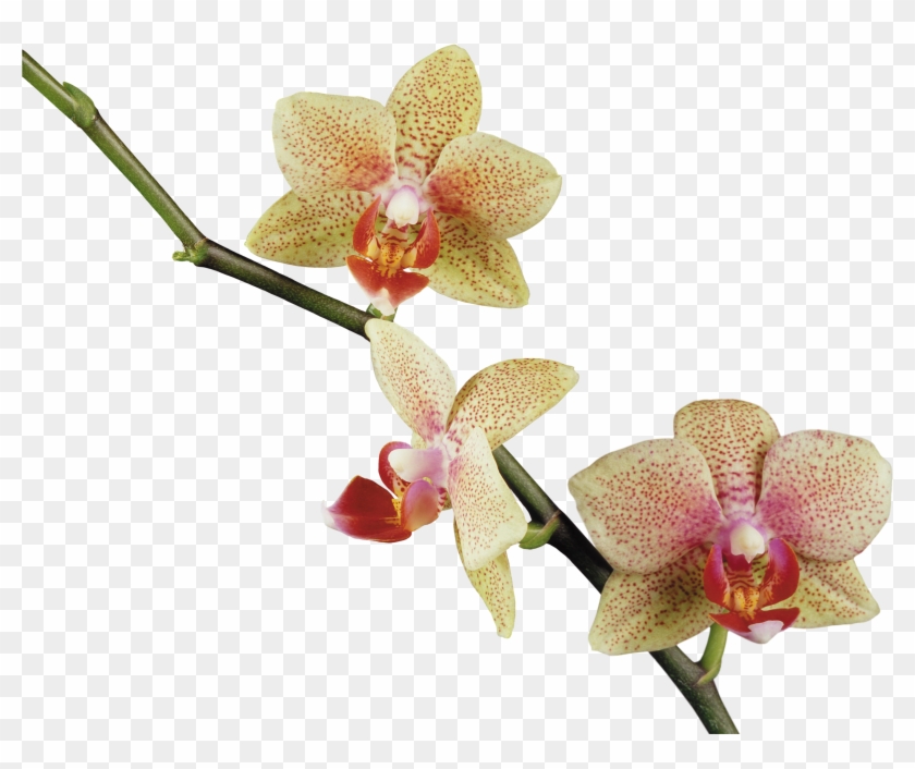 Laminas, Imágenes De Arte, Orquídeas, Clipart, Decoupage, - Орхидея Png #311096