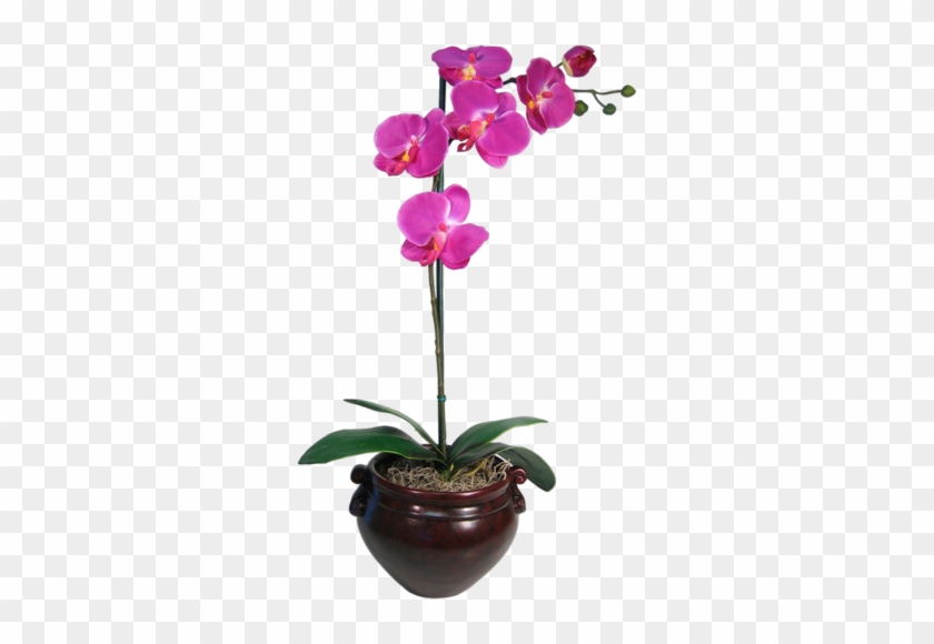 Arana Альбом «clipart / Clipart5 / Orchid» На Яндекс - Purple Orchid #311110