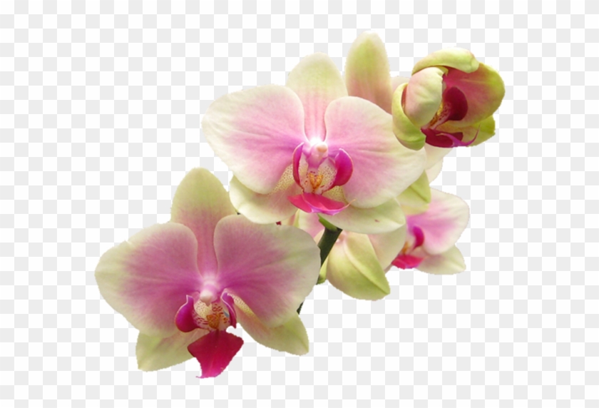 Flores Bonitas, Clipart De Flor, Orquídeas, Cgi - Pink Orchid Shower Curtain #313352
