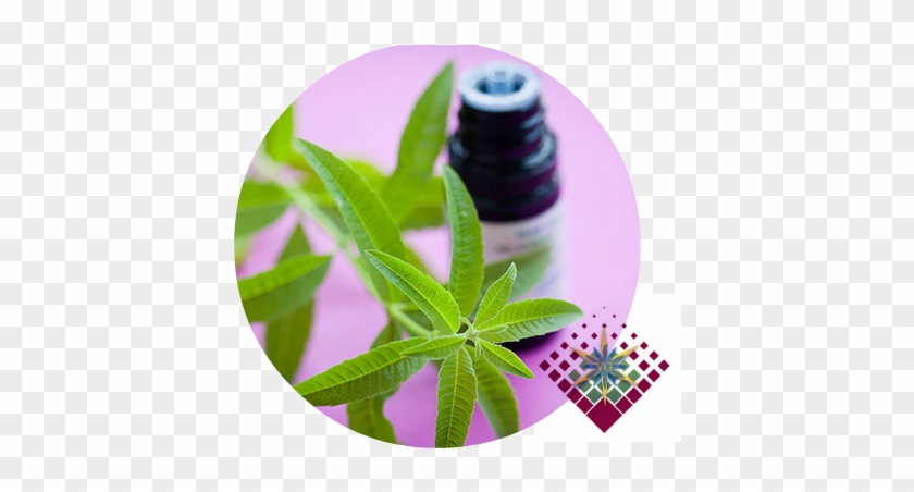 Essential Oils - Verbena #313440