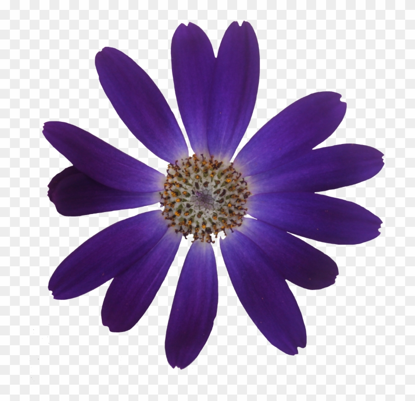 Pericalis Senetti ® - Cinerarias #313500