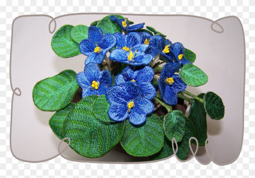Blue African Violet - African Violets #313572