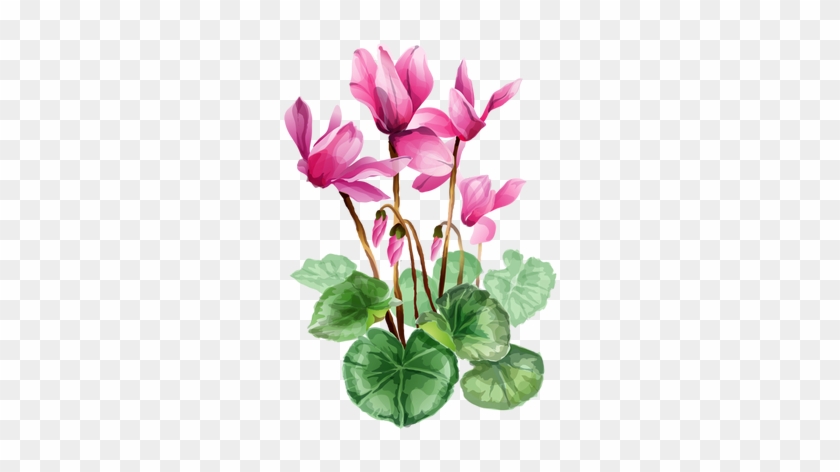 Grab This Free Summer Flower Clip Art - シクラメン イラスト 無料 #313971