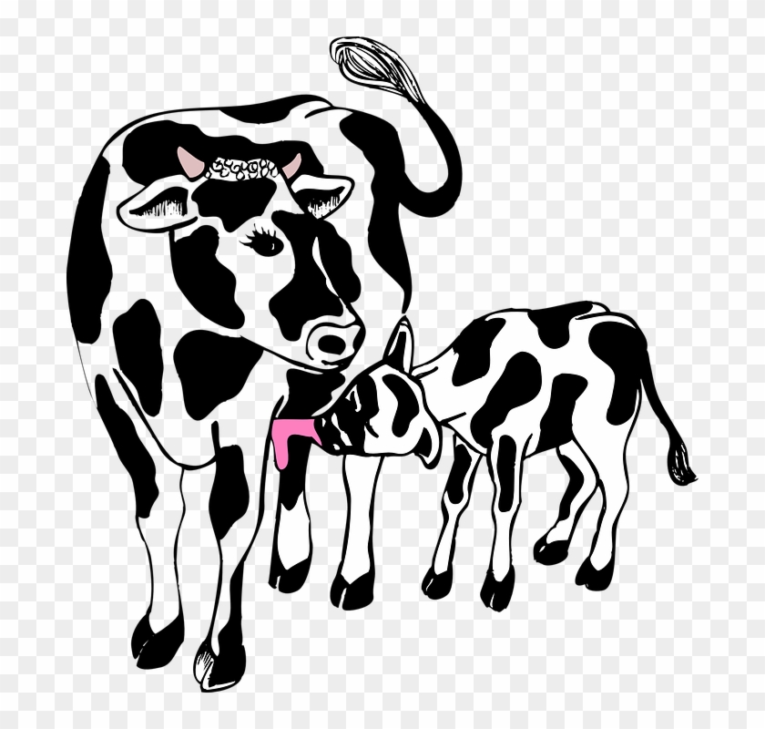Сарай, Ферма, Корова, Животных, Мать, Кормление - Cow And Calf Cartoon #315239