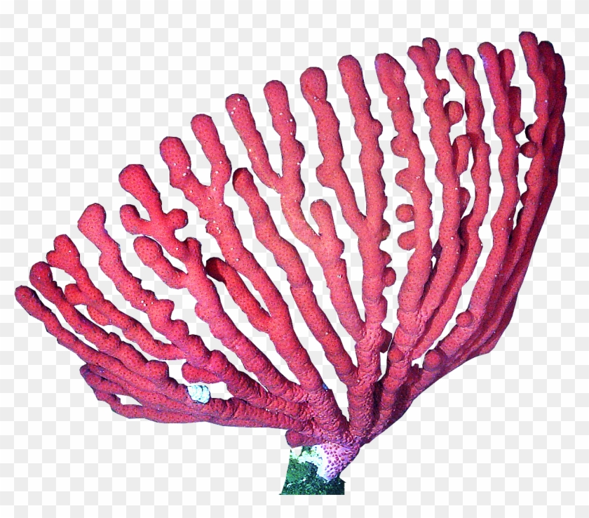 Corales Png #315902