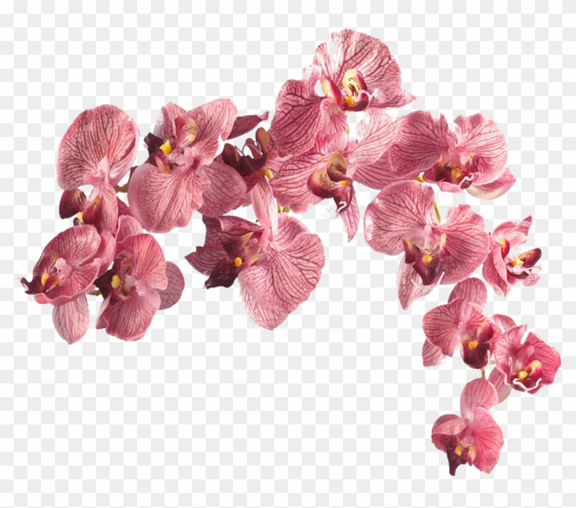 View Collection - Nearly Natural 4643-pp Phalaenopsis With Glass Vase #316106