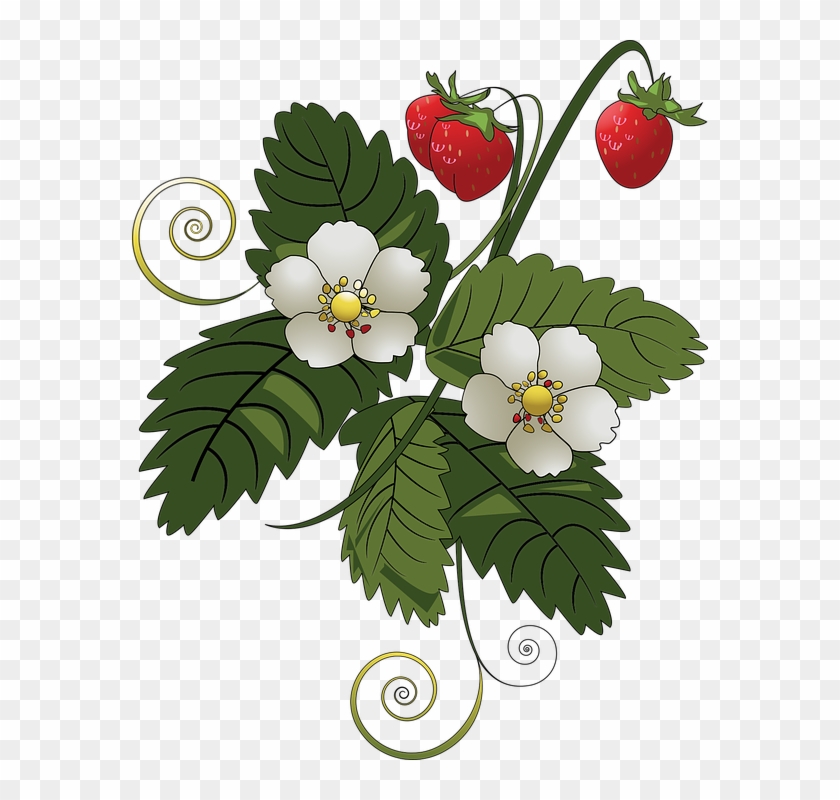 Blackberry Vine Cliparts 22, - Strawberry Tree Clip Art #316158