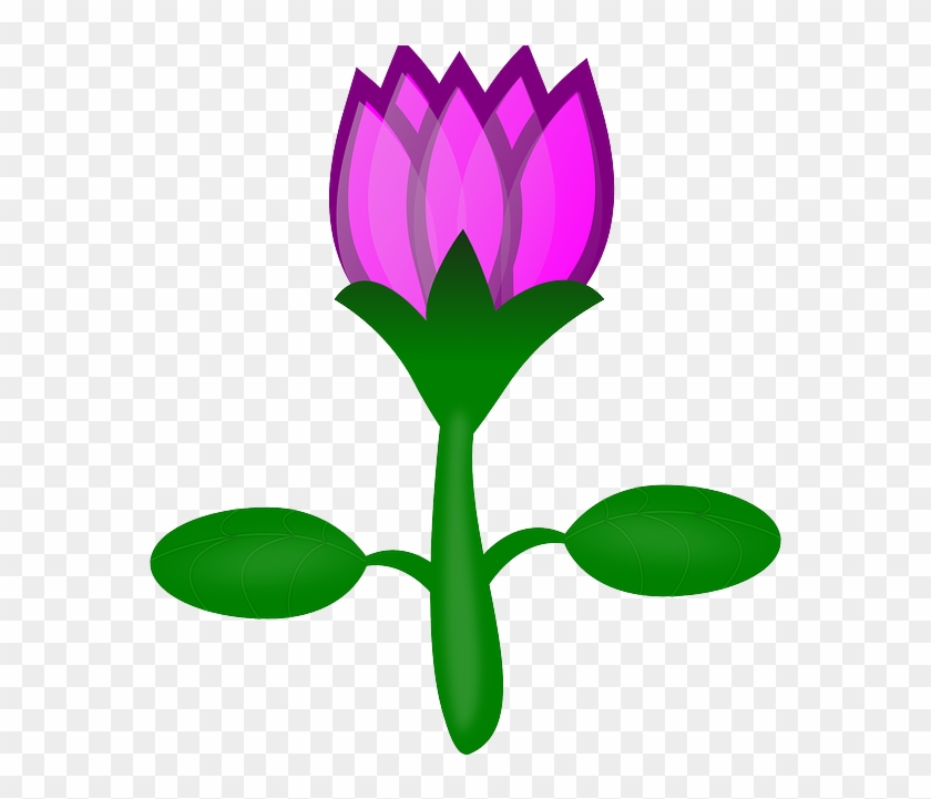 Lotus, Flower, Pink, Plant, Water - Cartoon Flowers No Background #316182