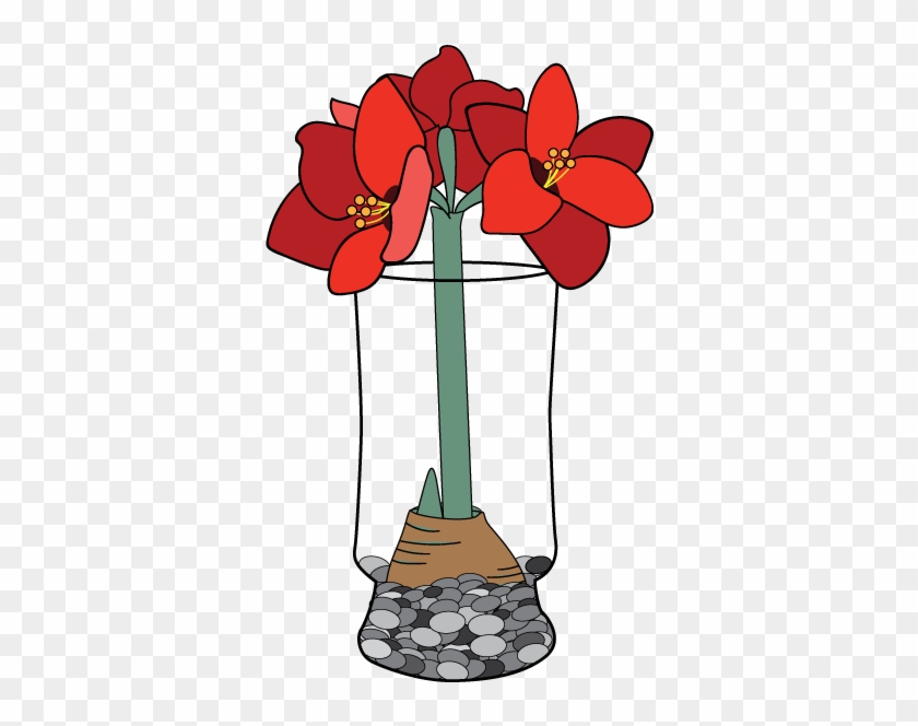 Amaryllis - Amaryllis #316347