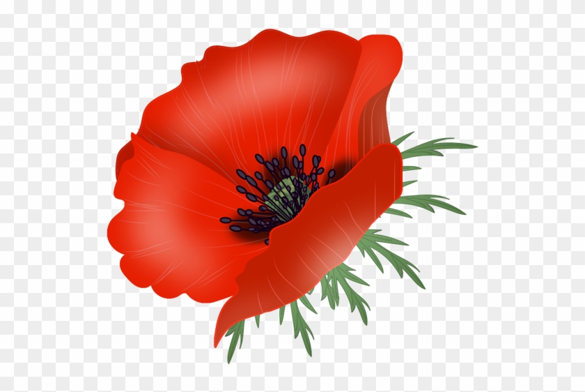 Poppy Flowers, Vector - Portable Network Graphics #316431