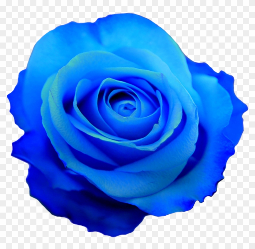 Transparent Flower Drawing Tumblr - Jpg And Png Roses #317372