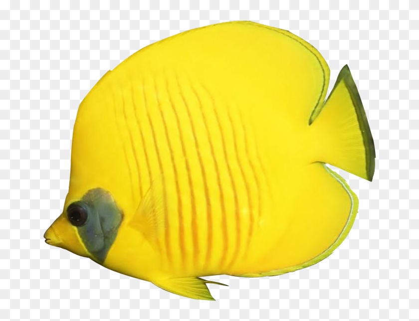 Realistic Tropical Fish Clipart - Butterfly Fish Clip Art #318407