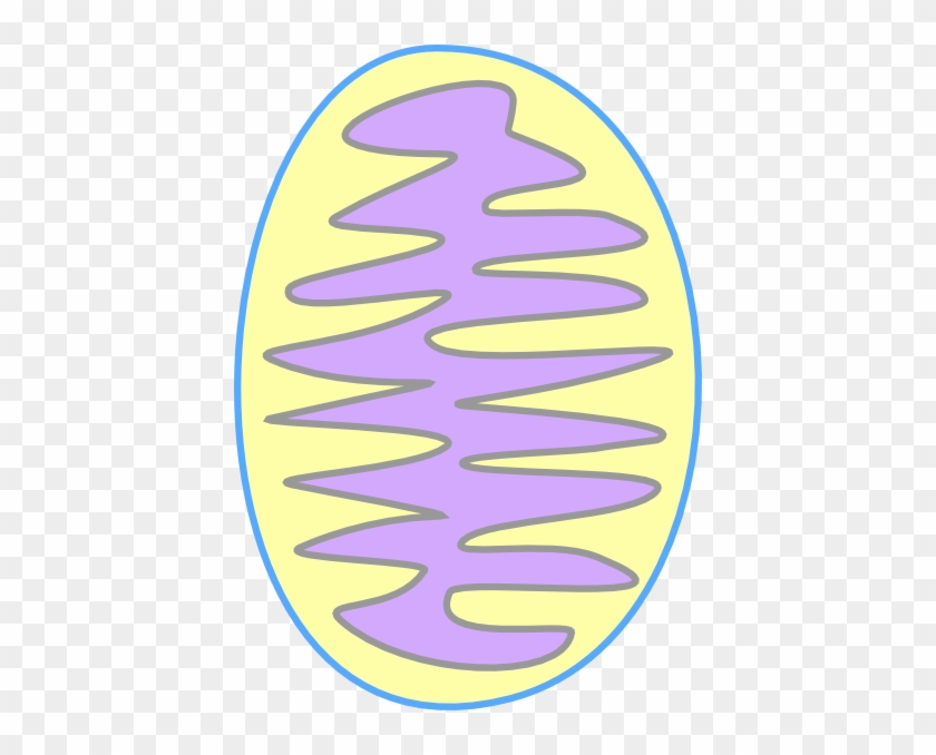 Mitochondria Color Clip Art - Color Is The Mitochondria #320735