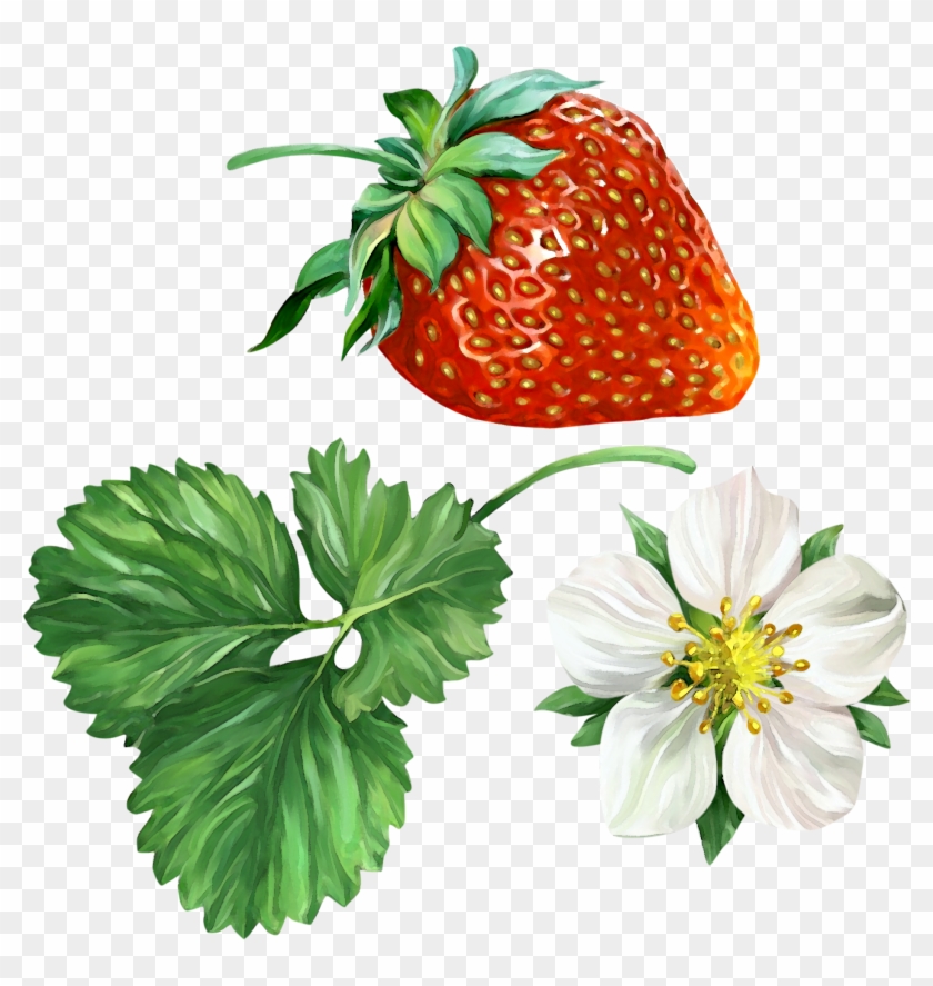 Strawberry Clip Art - Strawberry Clip Art #322152
