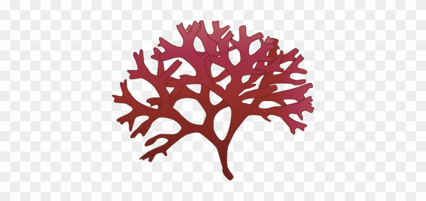 Red Vector Login - Chondrus Crispus #322483