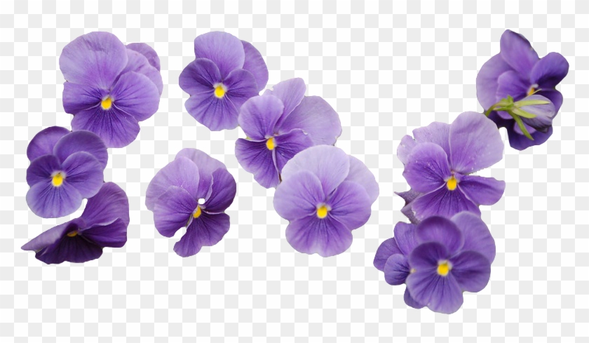 Lavenderflower Png #322832