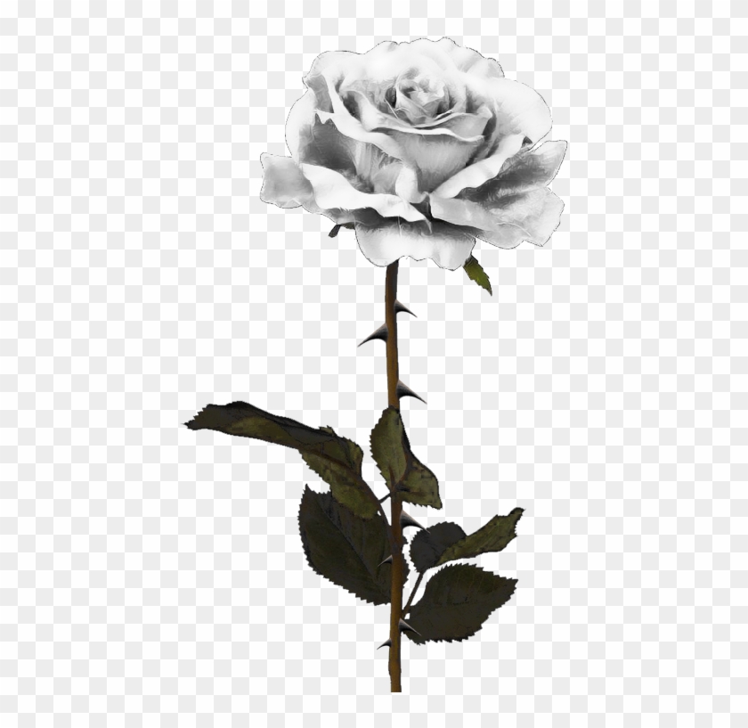 White Rose Png By Pixasso79 Stock-d5c99vm - White Rose Png By Pixasso79 Stock-d5c99vm #323176