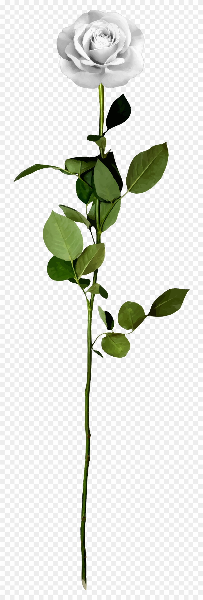 This Free Icons Png Design Of White Rose - This Free Icons Png Design Of White Rose #323295