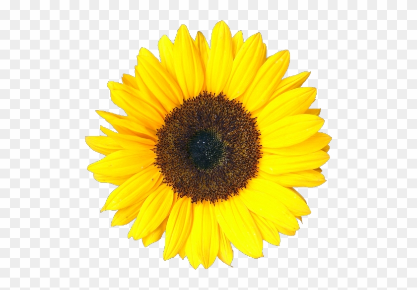 Transparent Sunflower - Grow Your Own Sunflower #324692