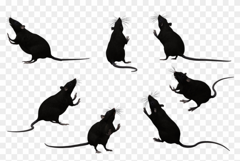 Black Rat Set 07 By Free - Rat #325218