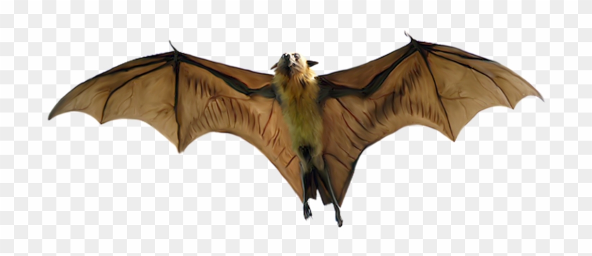 Indian Flying Fox Large Flying Fox Black Flying Fox - Indian Flying Fox Large Flying Fox Black Flying Fox #325298
