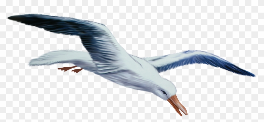 28 Collection Of Seagull Clipart Transparent Background - Чайка Пнг #325853