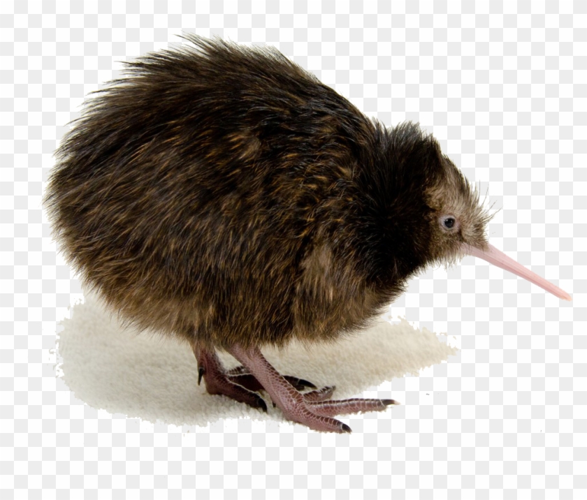 Kiwi Bird Png Clipart Png Mart - Kiwi Bird Transparent Background #327406