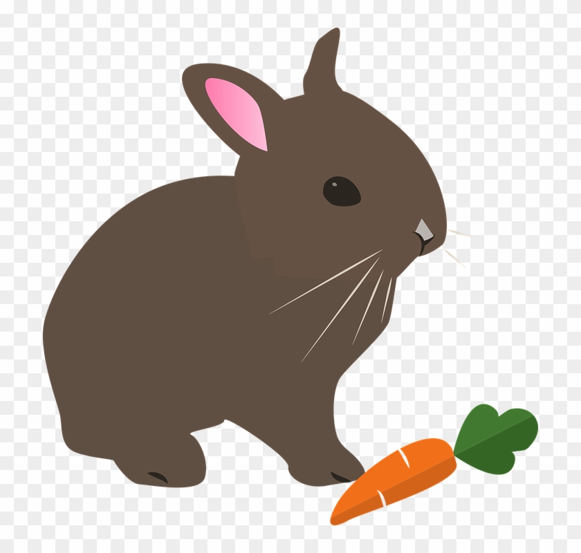 Free Photo Rabbit Spring Hare Animal Pet Easter Nature - Clip Art Kelinci #328374