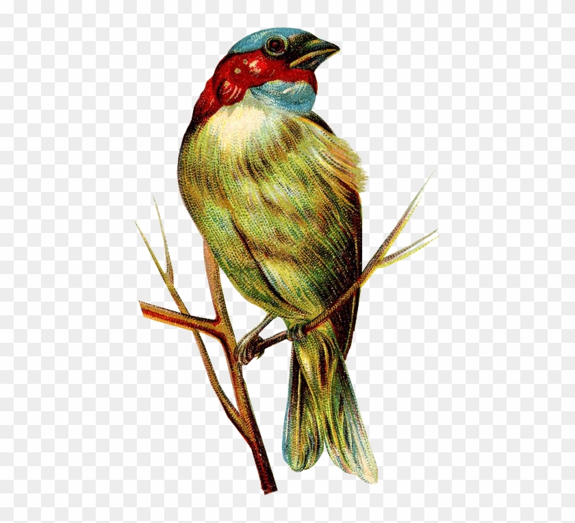 Pin By Adeirwanh99 On Art - Vintage Bird Clip Art #328767