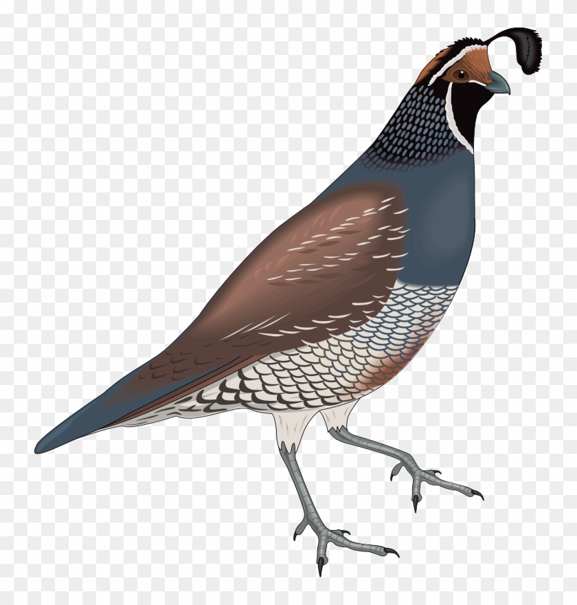 Bird 15 Free Vector - Quail Clip Art #328839