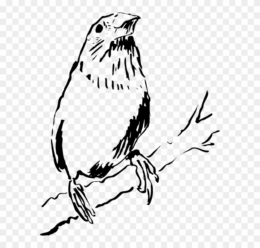 Kingsfisher Clipart Ibon - Ibon Clipart Black And White #329433