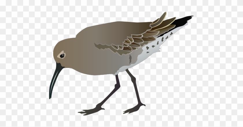Sandpiper Svg - Limpkin #329567
