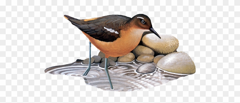 Bd-86 - Tahiti Sandpiper #329568