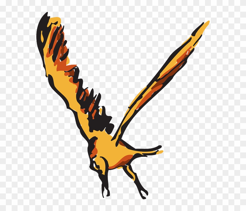 Feathers Red, Orange, Bird, Flying, Wings, Art, Animal, - นก สี ส้ม เต็มตัว #329569