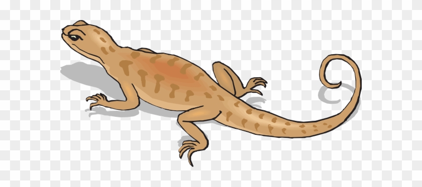 Salamander Clipart Reptile - Kangaroo Conservation Center #329572