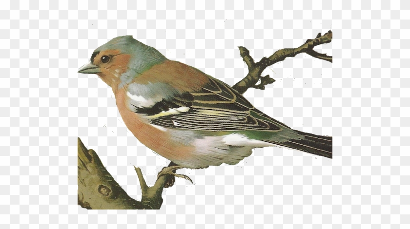 Beautiful Birds - Interior Design #329727
