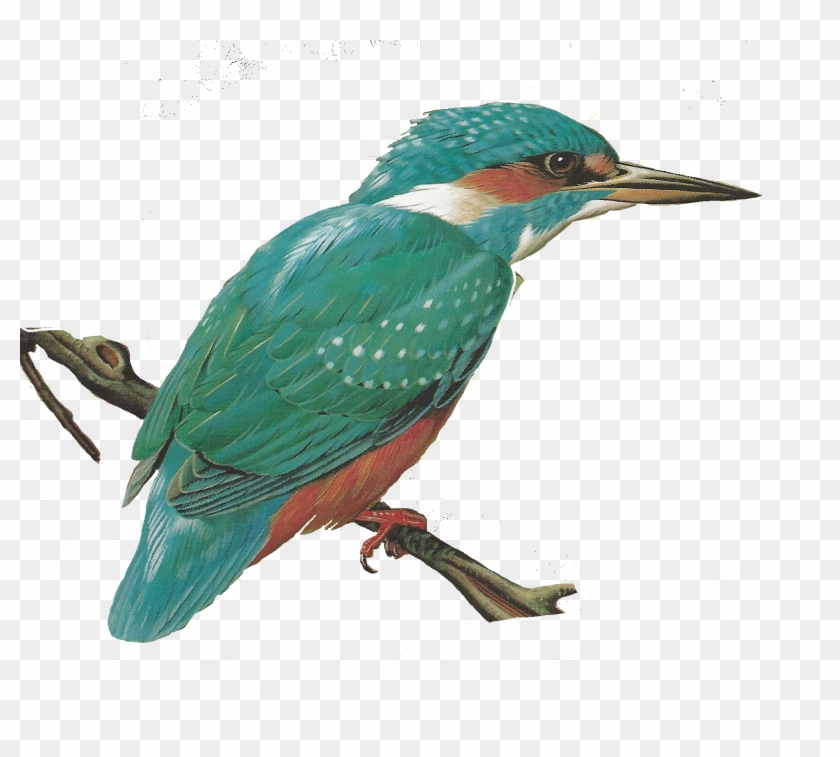 Free Images Of Birds - Common Kingfisher #329735