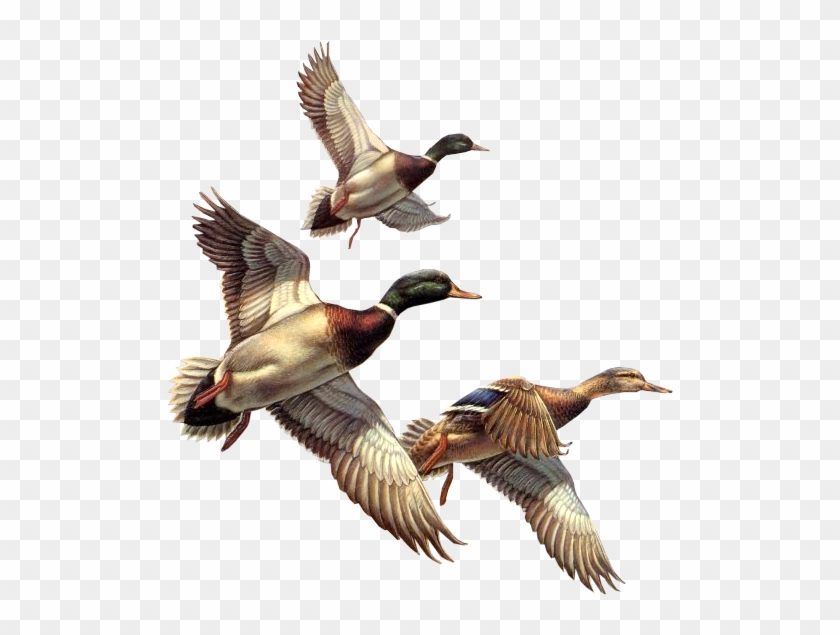 Birds,wild Animals,birds,living World - Wild Duck Clip Art #329762