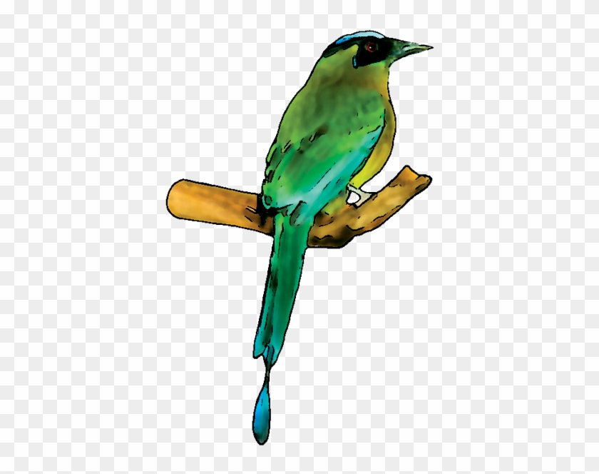 Bird - Parakeet #329796