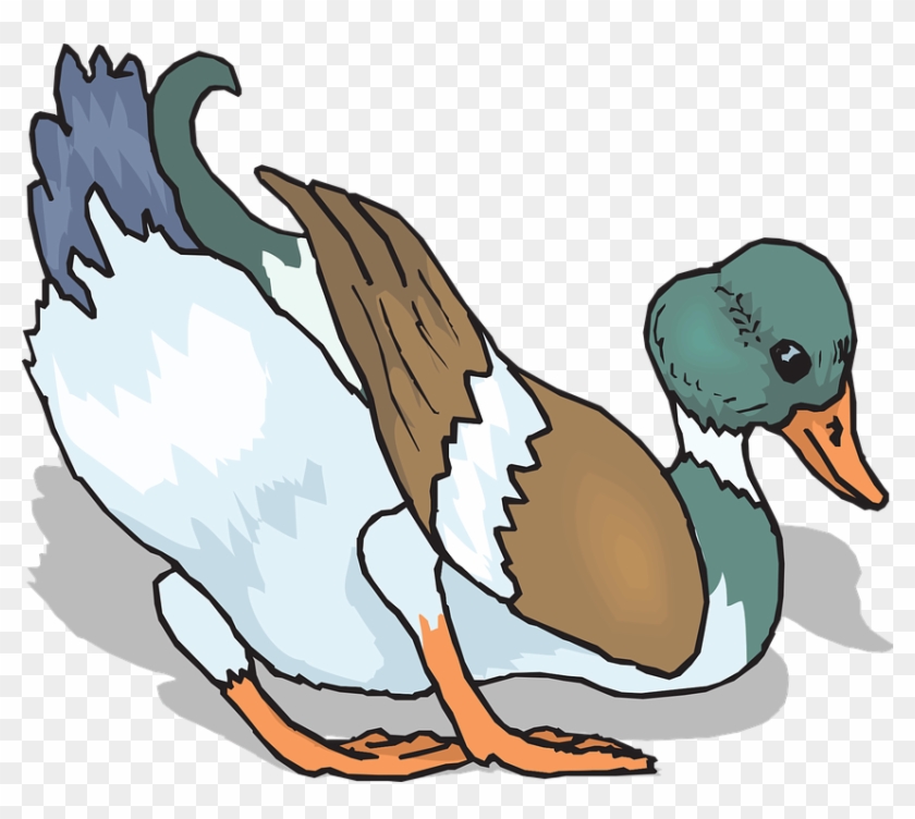 Feathers Bird, Duck, Wings, Leaning, Animal, Feathers - ภาพ การ์ตูน นก เป็ดน้ำ #330056