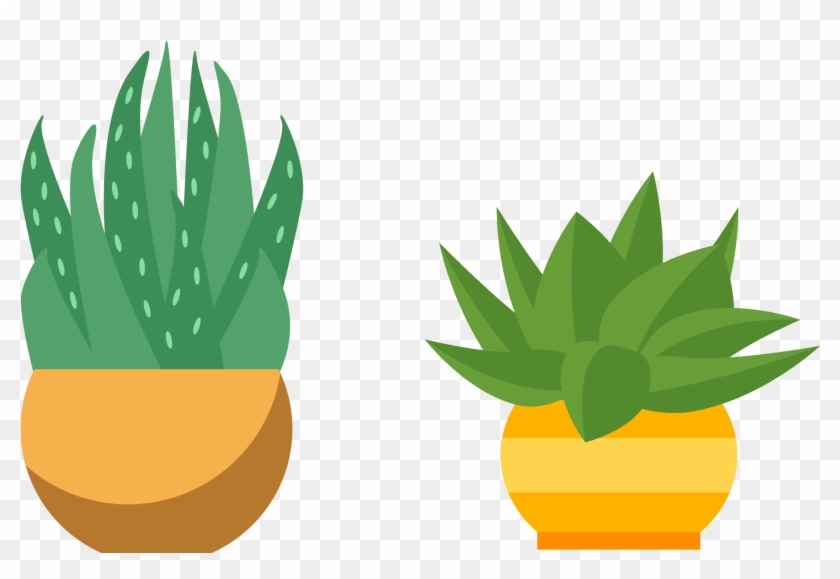 Cactaceae Flowerpot Succulent Plant - Cactus #330593